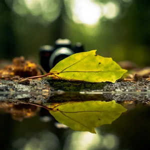 Nature Photography