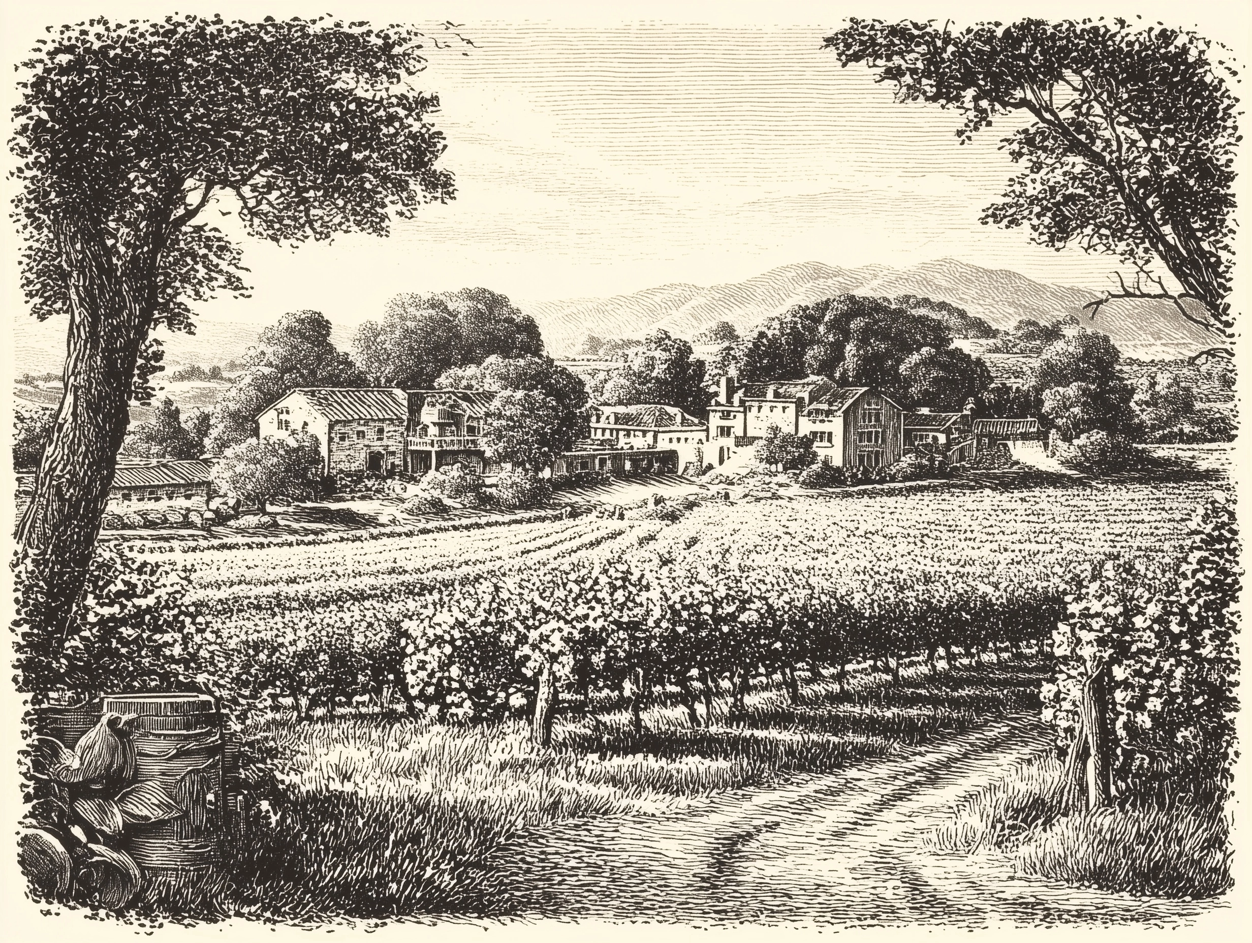 Detailed engraving of a vineyard in California, intended as a promotional image for wine. The image