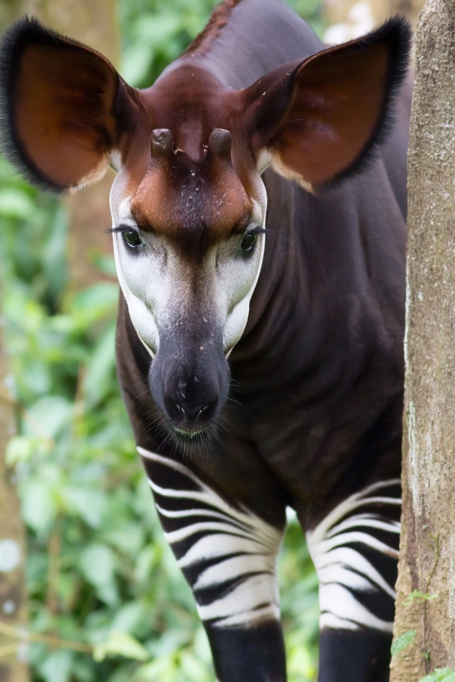 Okapi photogrpahy, bestselling cover, Okapi disappearing behind trees, only partial body visible