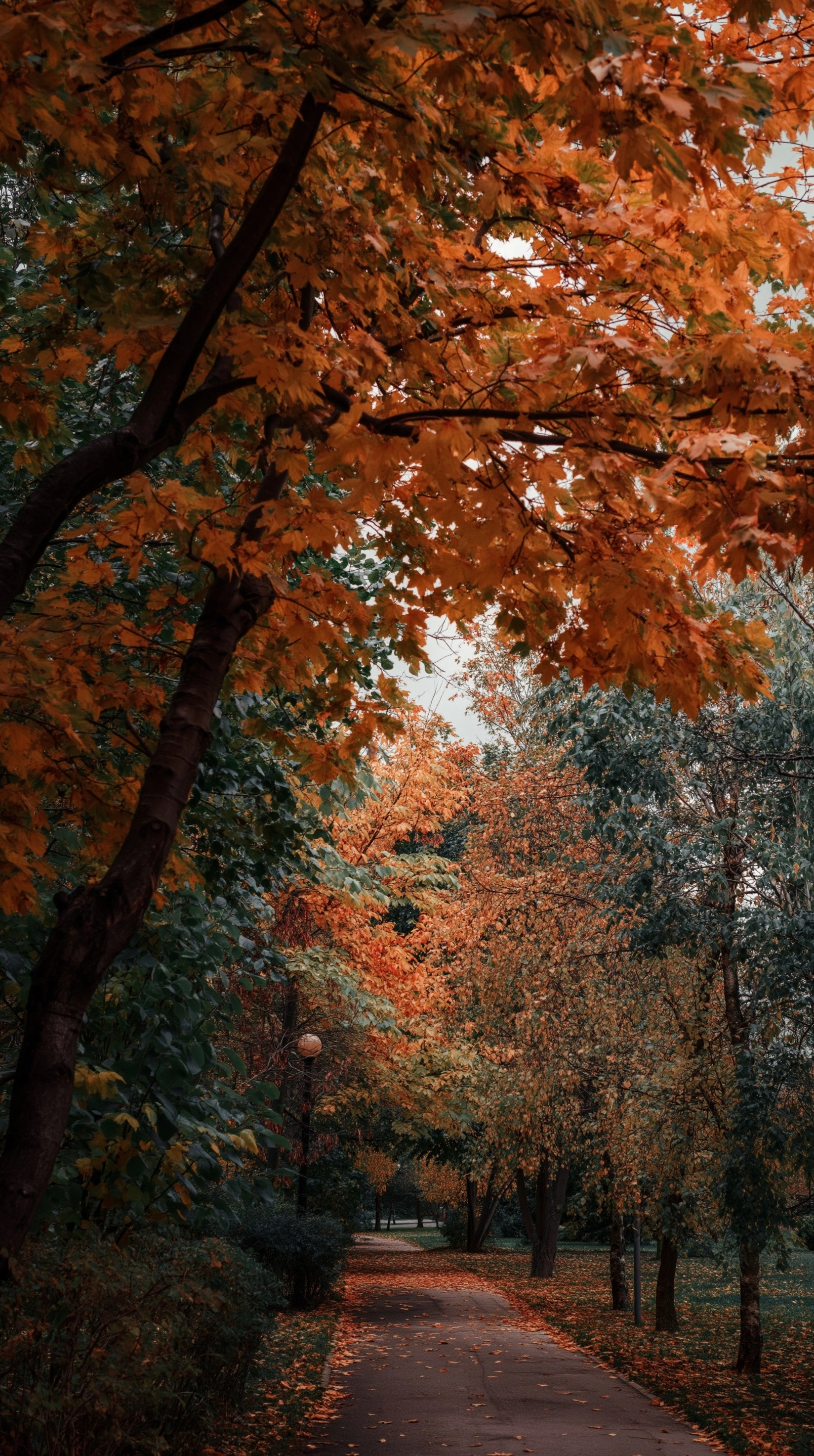 A park with trees displaying autumn foliage. [camera:eye shot]