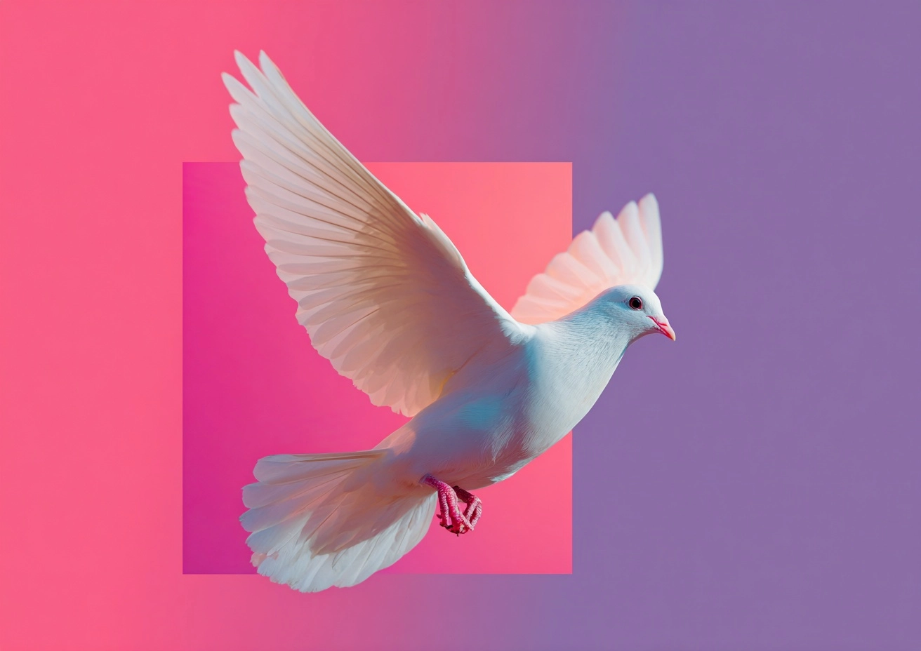 80mm photograph concept of easter, a white dove flying