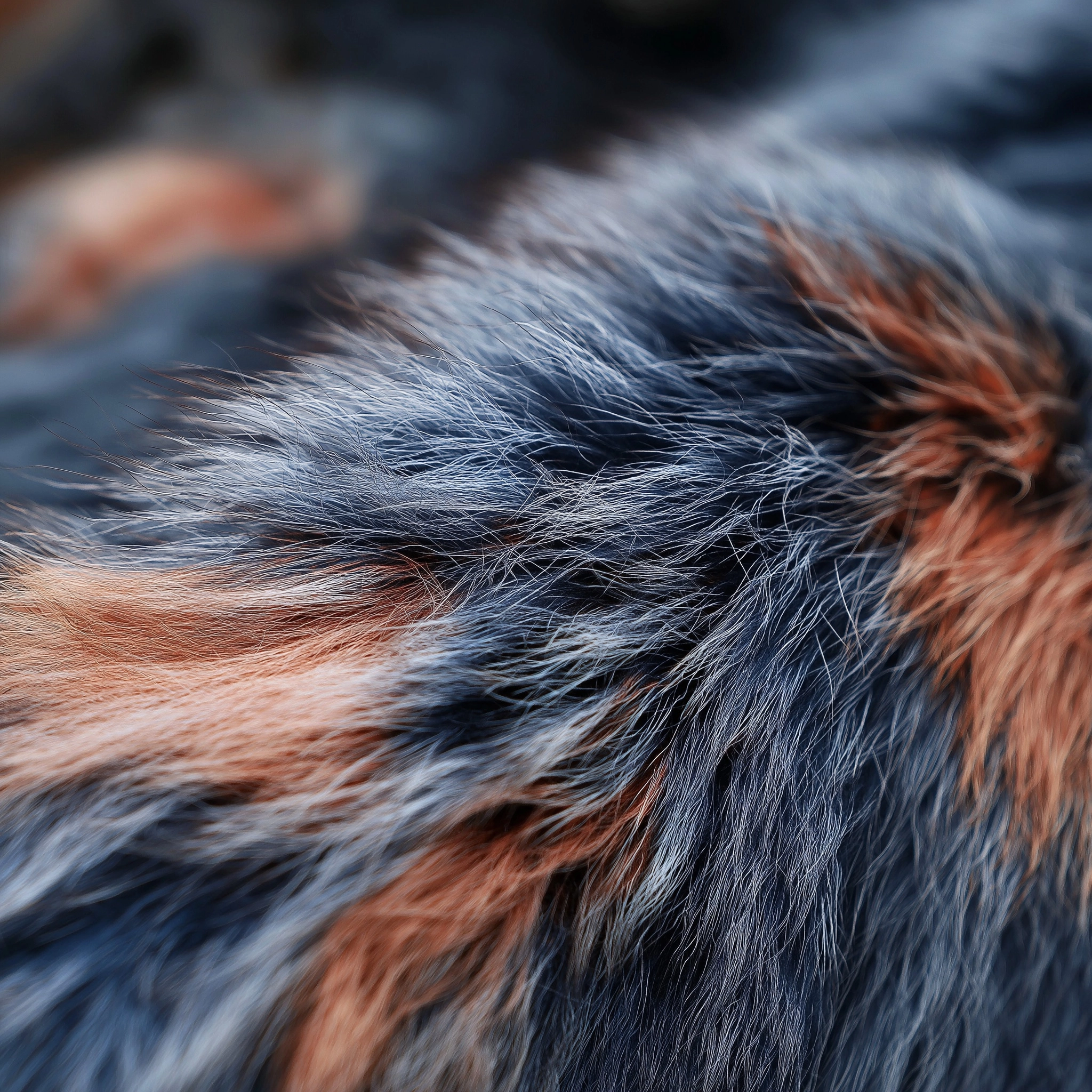 A closeup of a wolf fur in dark blue and salmon colors
