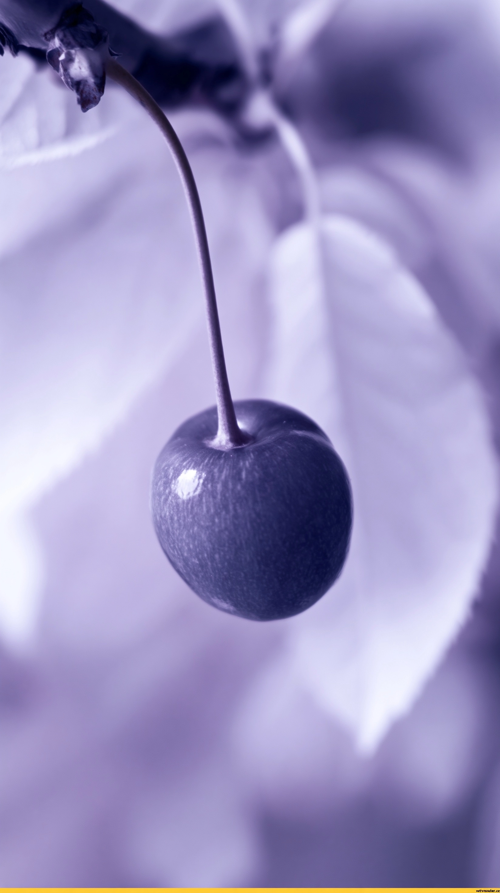 Infrared Macro Graphic of a Cherry