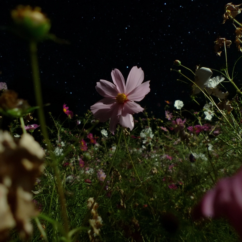 Cosmos