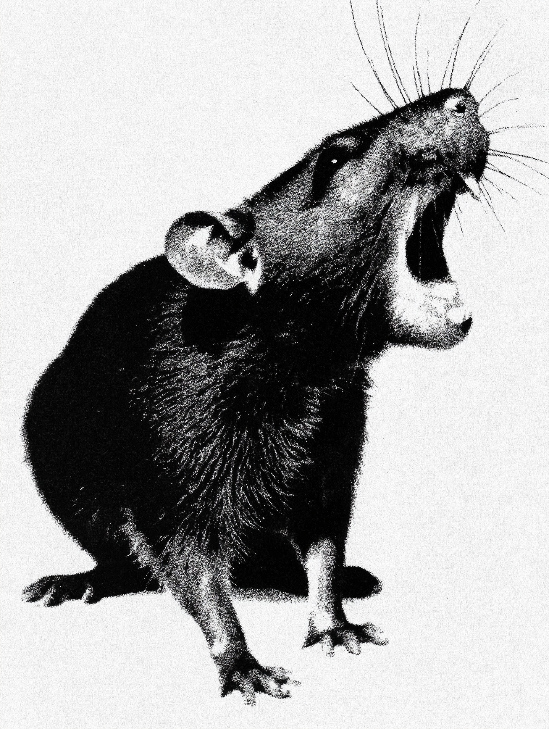 Feral rat hissing, gritty photography studio background