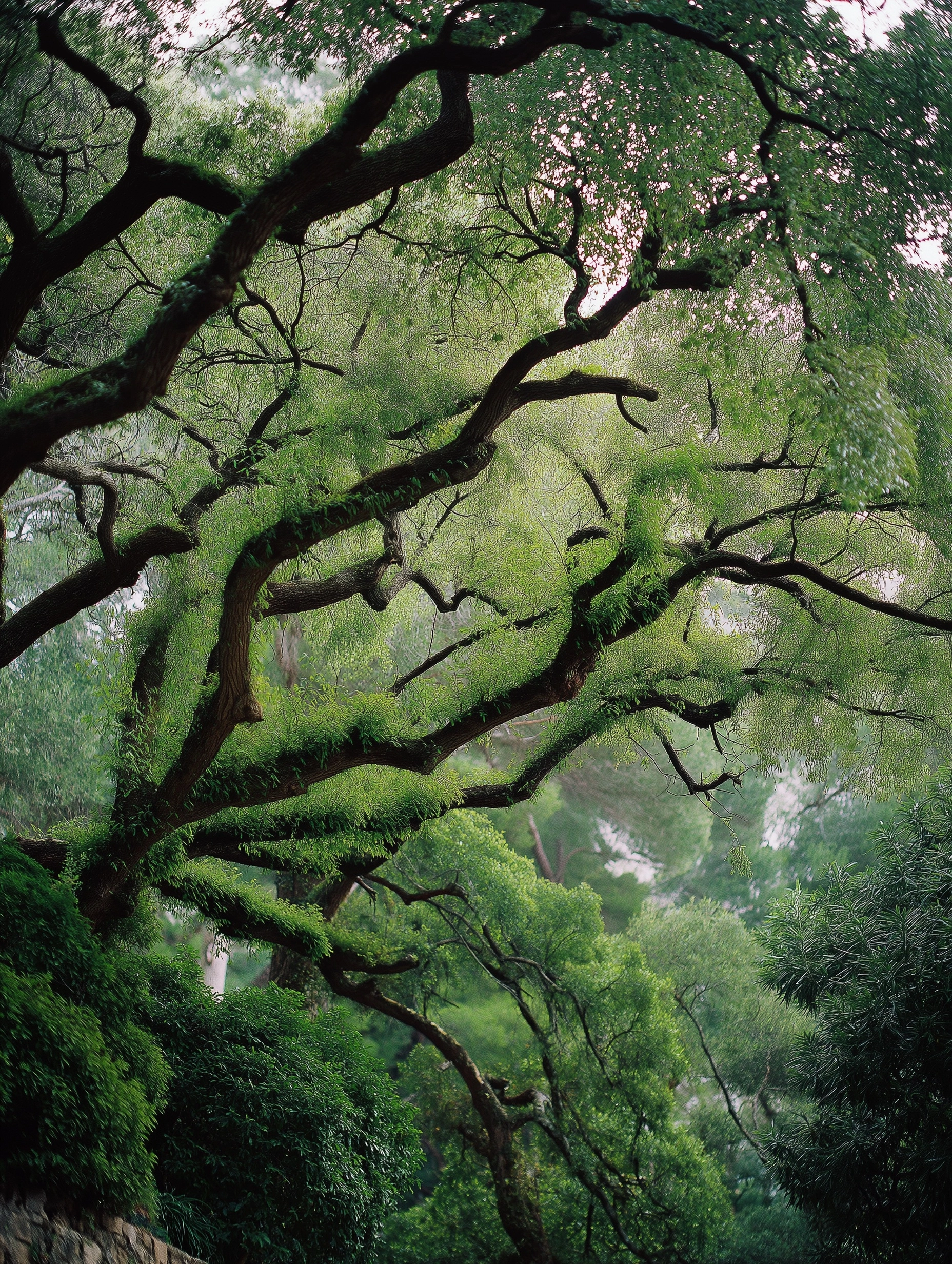 Green trees branches, photo
