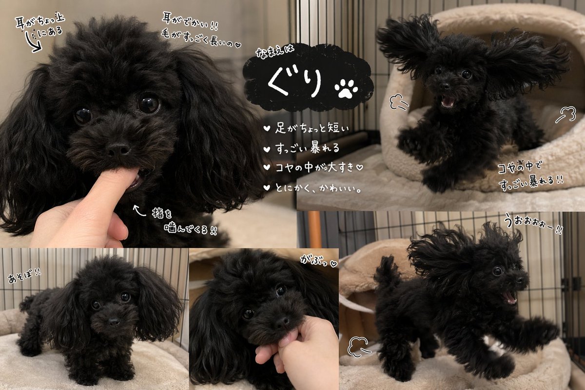 Cute Black Toy Poodle Collage