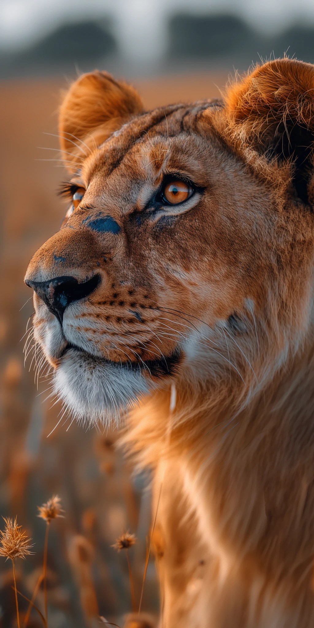 Lion Side Profile Serengeti 3D Photo