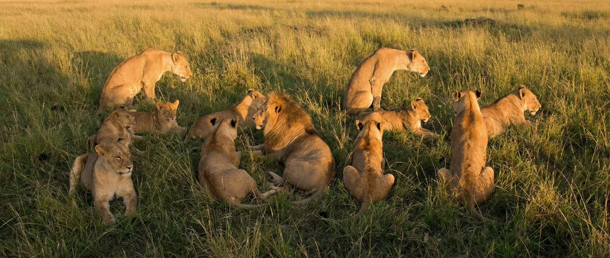 Photo with Hidden Word 'fofr' Formed by a Pride of Lions