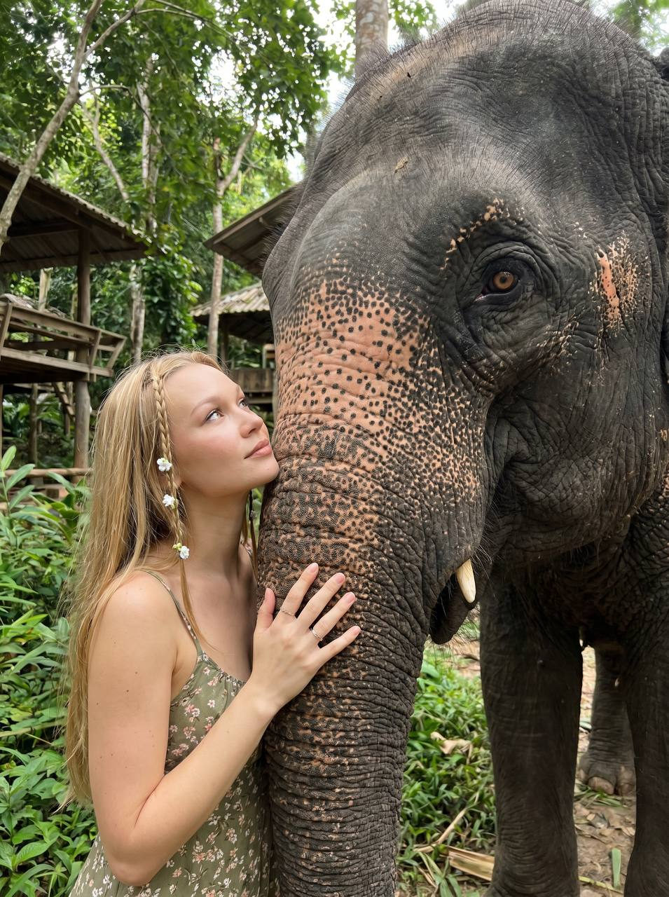 Girl Gentle Bond With Asian Elephant