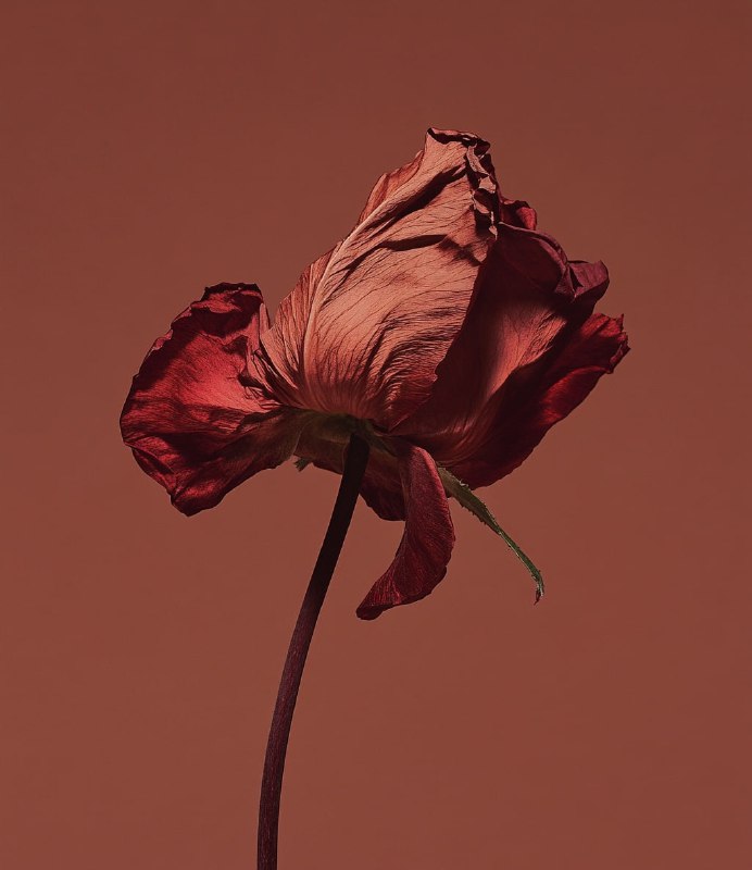Wilted Flower Studio Still Life