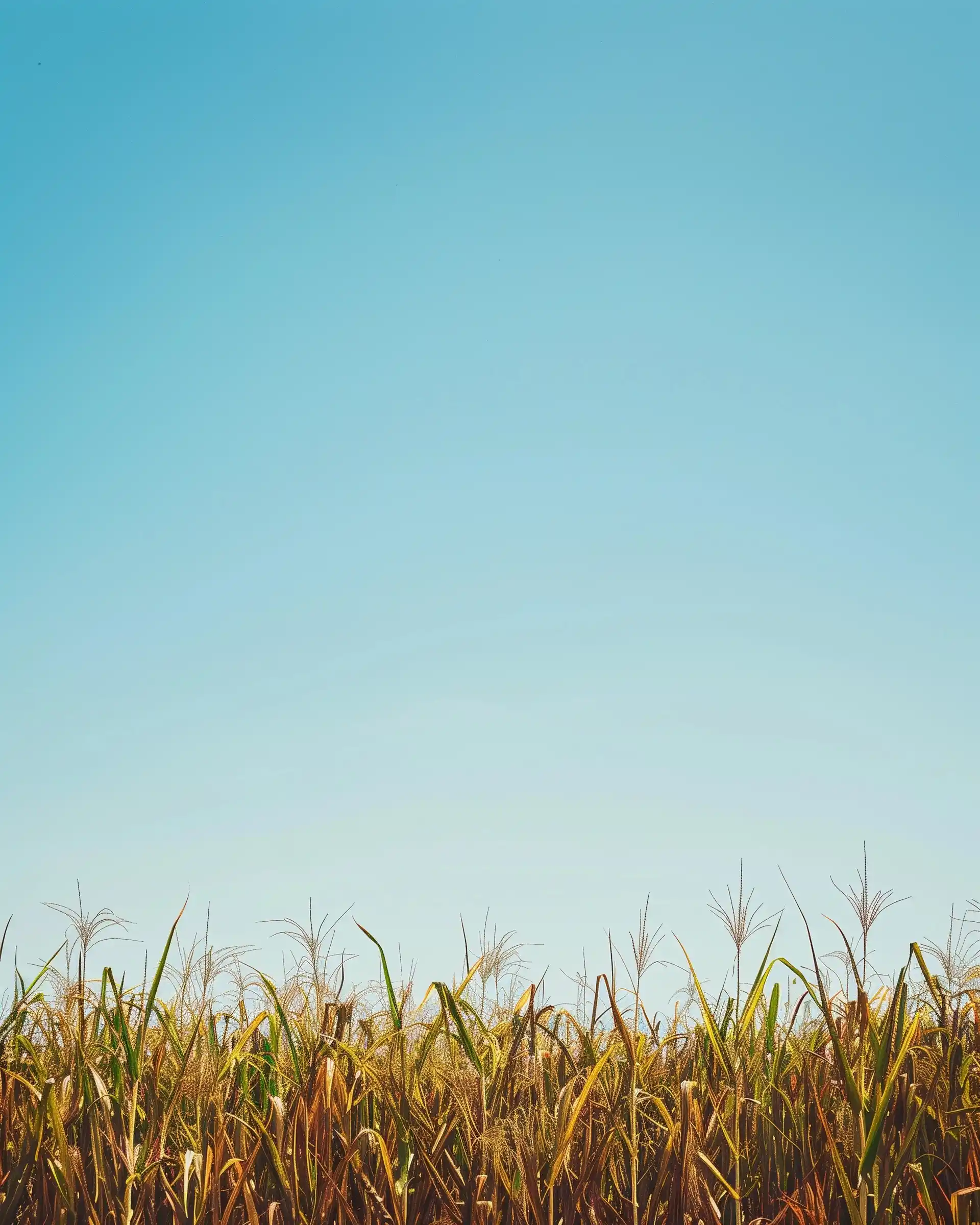 Minimalist Sugarcane Field