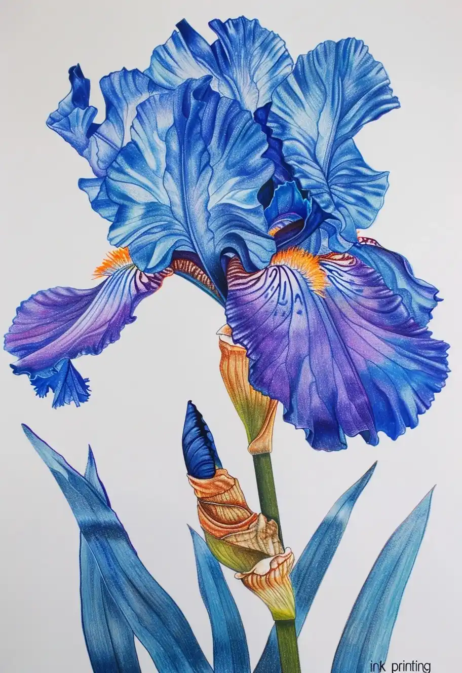 Realistic Iris Botanical Ink