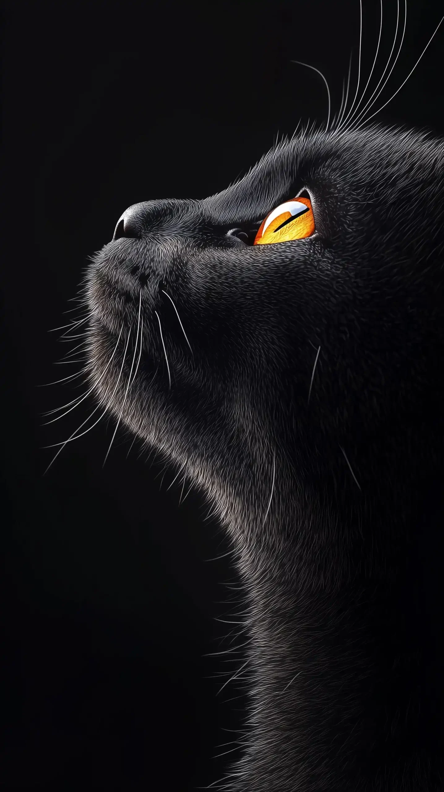 Silhouette of Black Cat