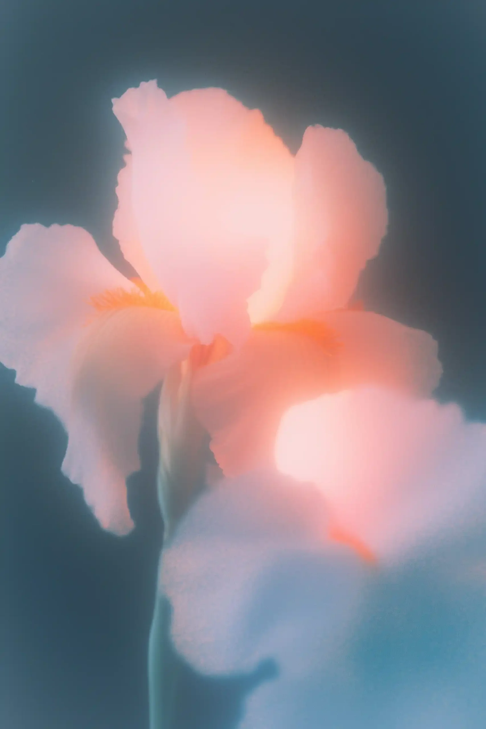 Ethereal Iris in Darkness