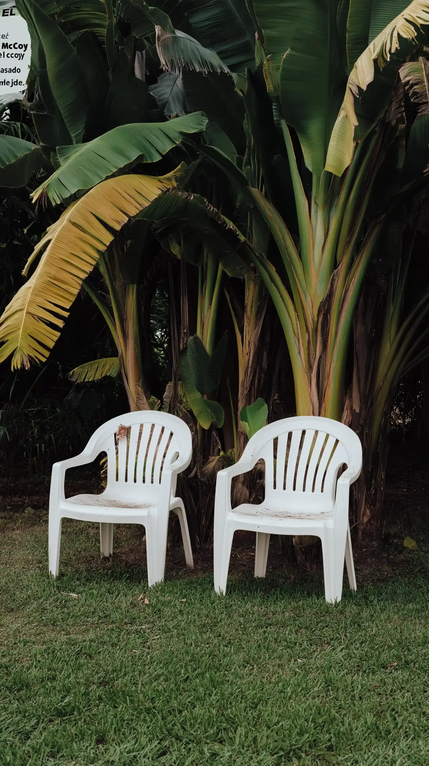 Poster of Chairs in Lawn