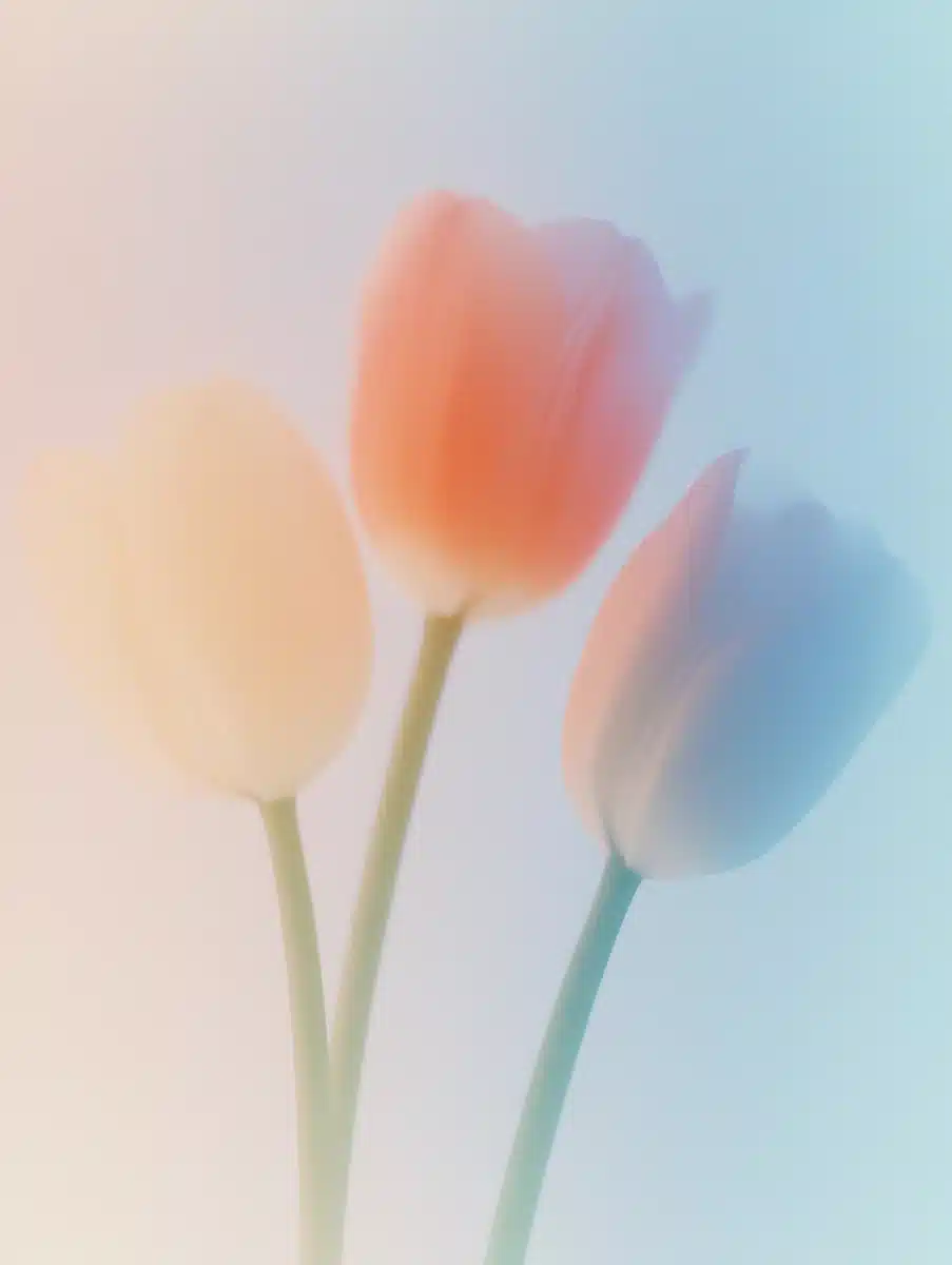 Minimalist Tulips in Vector