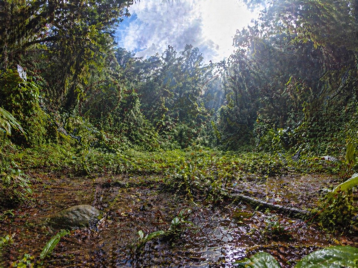 Fisheye Rainforest Clearing Wonder