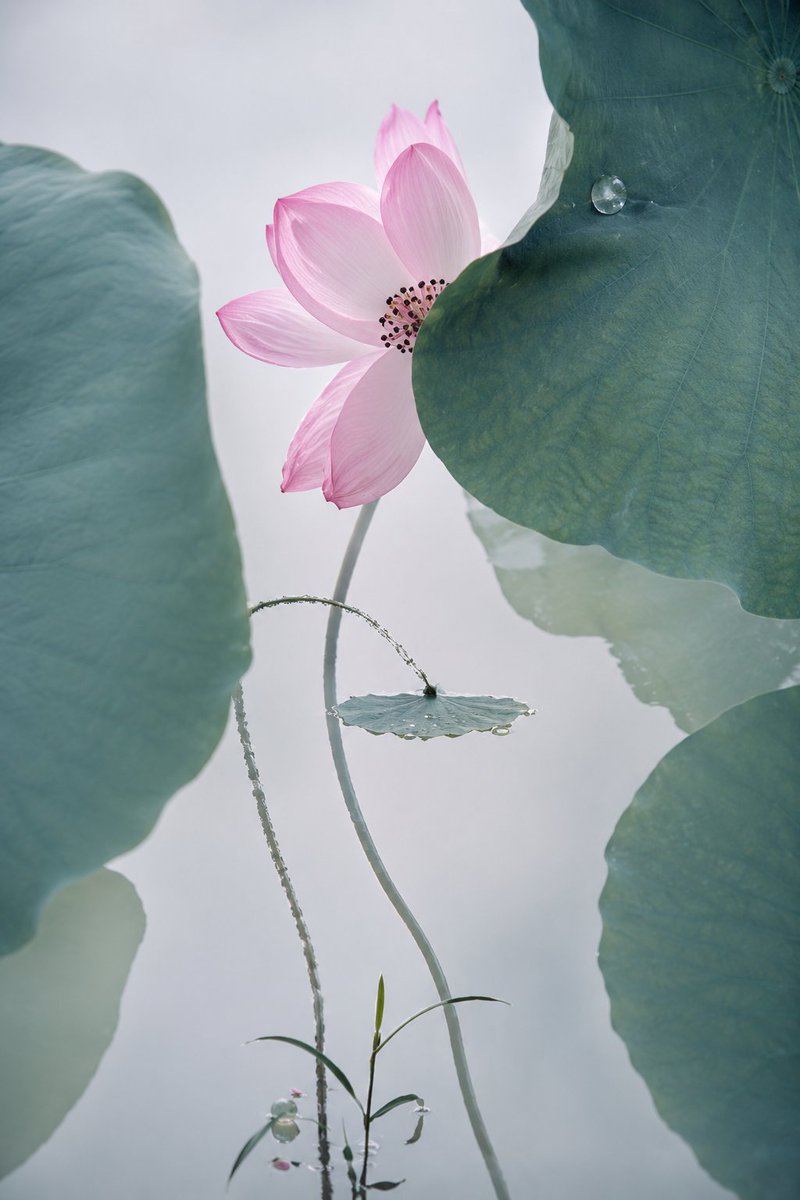 Cinematic Lotus Art