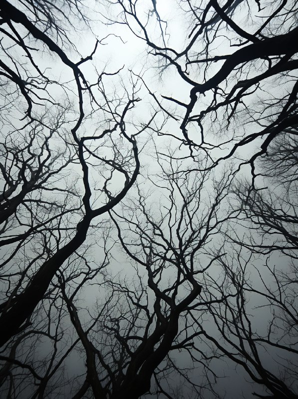 Tangled Trees Monochrome Symmetry Landscape