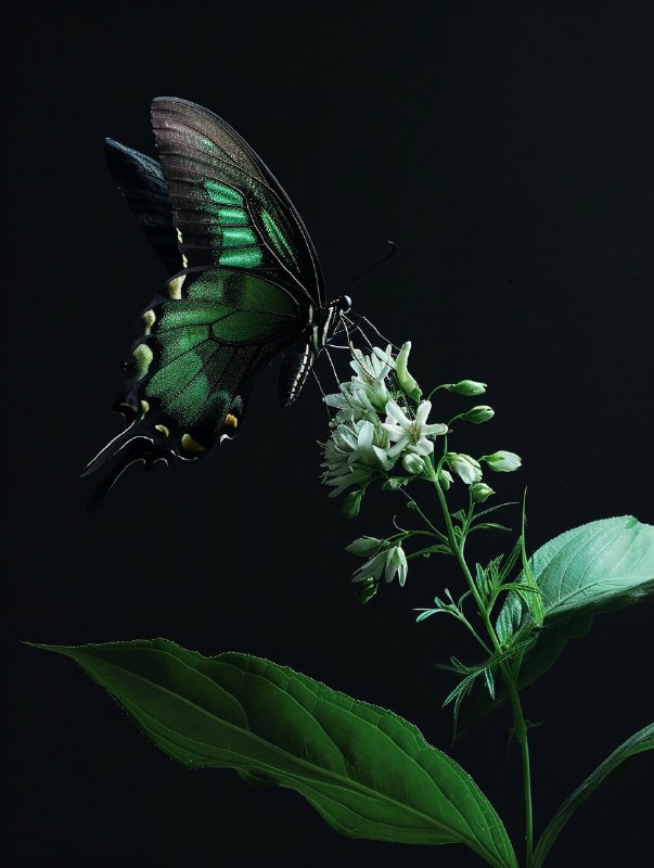 Emerald Swallowtail Butterfly on Translucent Flower