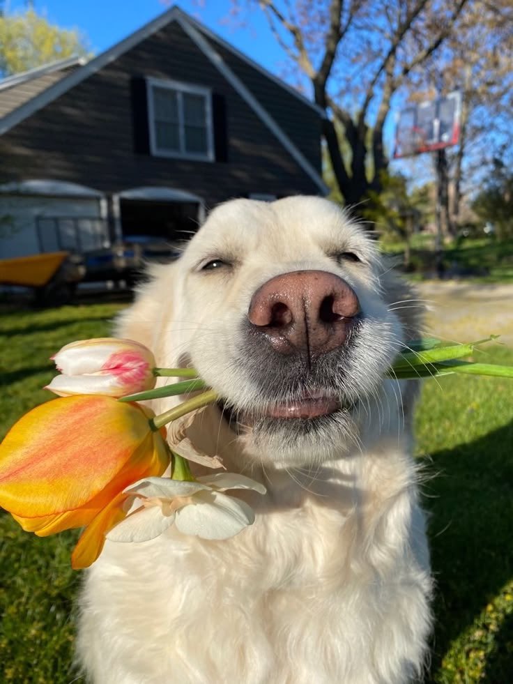 Dog Flower Portrait 8K Restoration