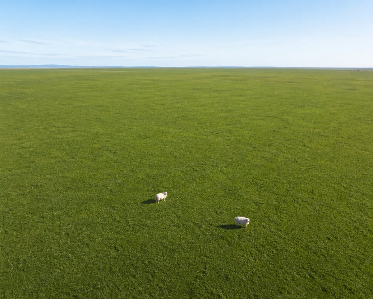 Vast Plain Two Sheep Grazing