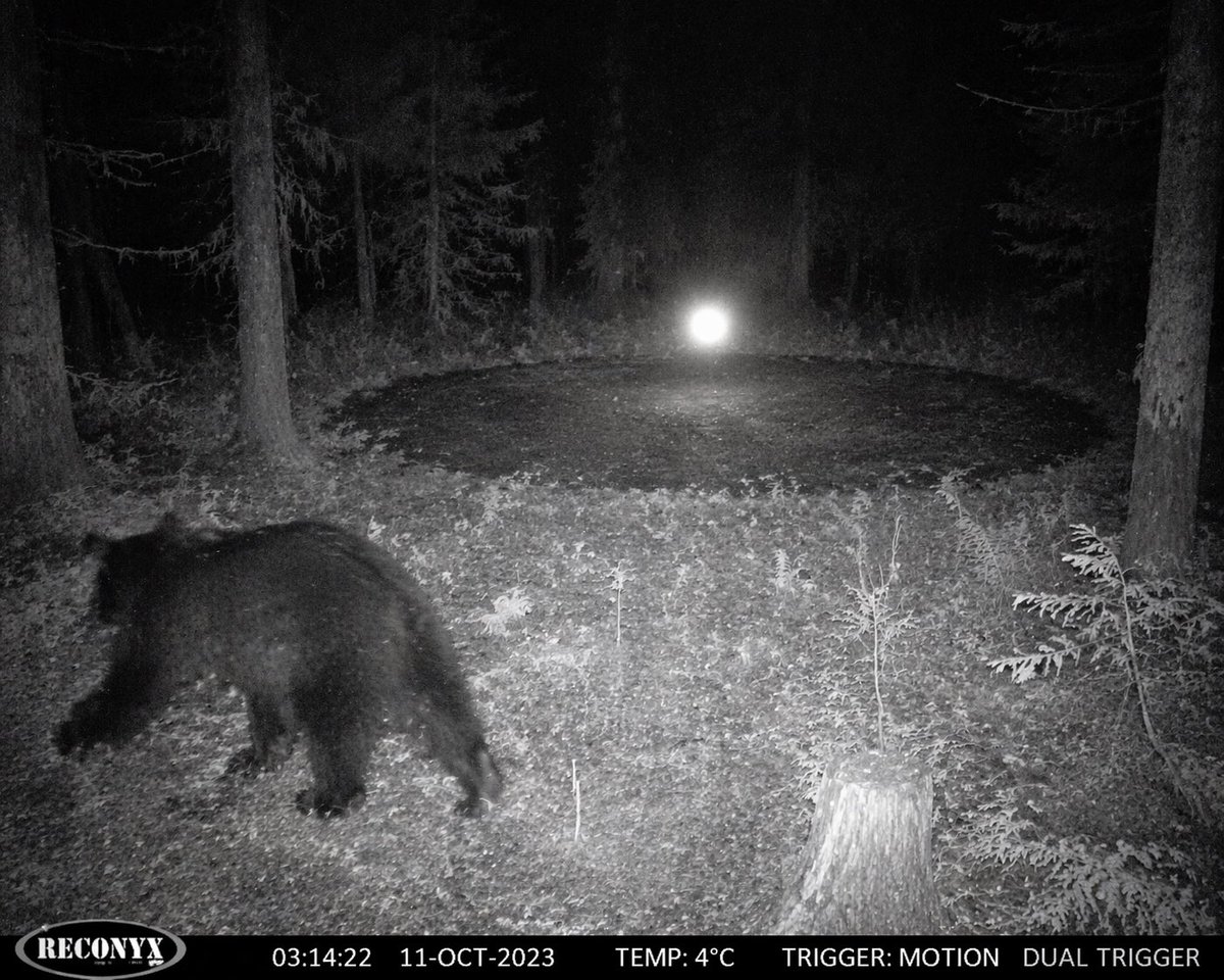 Night Vision Bear And Glowing Orb