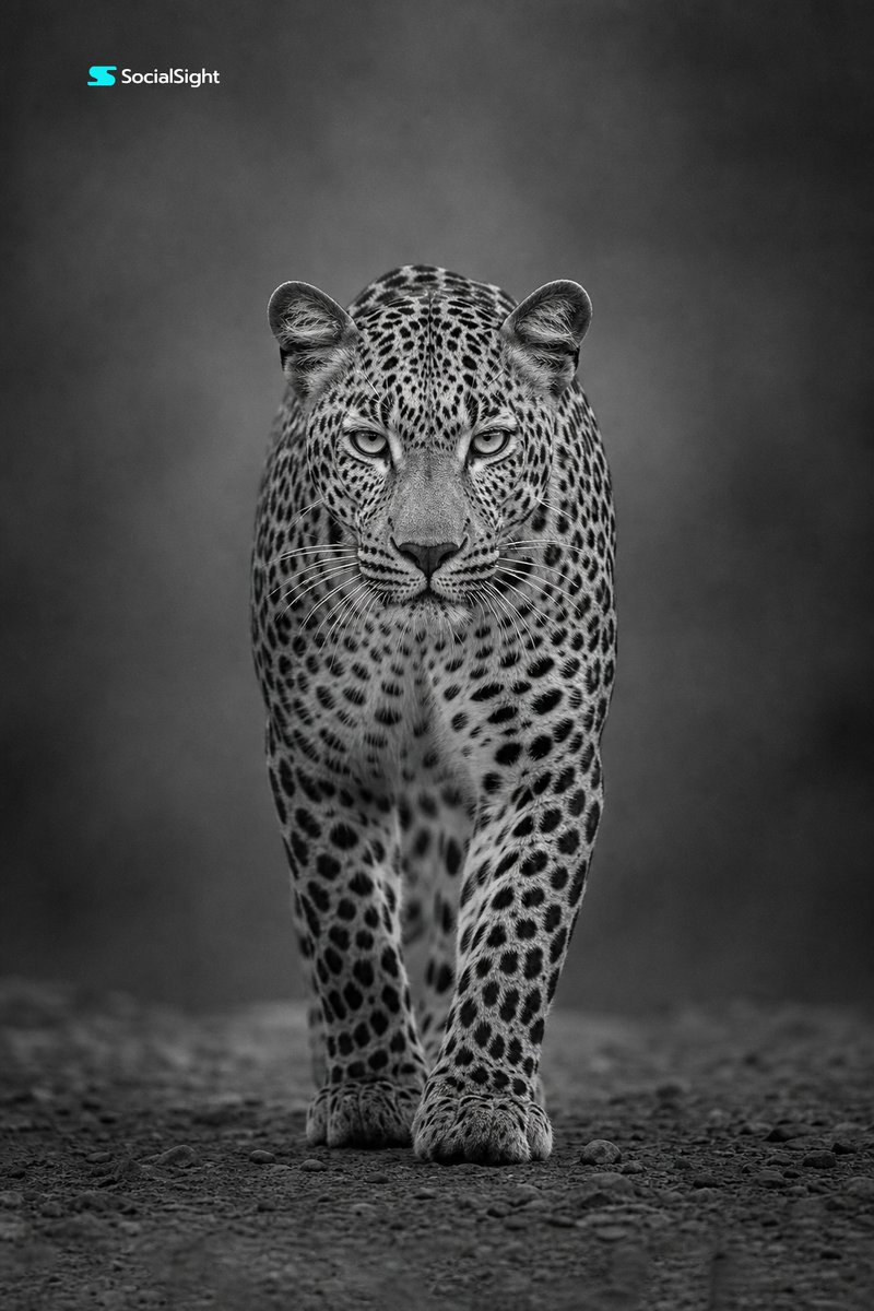 Majestic Leopard Wildlife Portrait