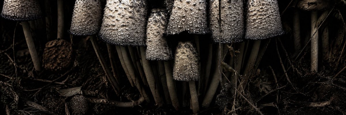 Mysterious Forest Ink Caps