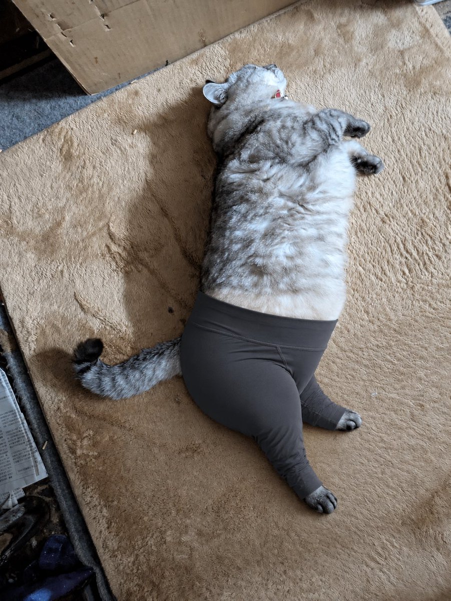 Cat Yoga Pants Edit