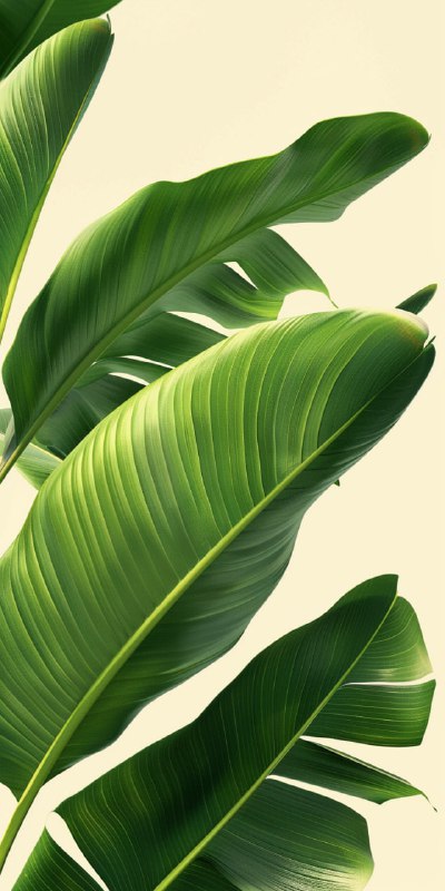 Minimalist LOHAS Health Event Poster With Banana Leaves