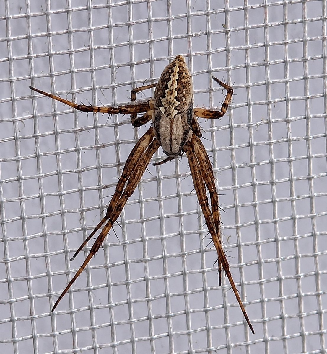 Macro Spider Close-Up Detail