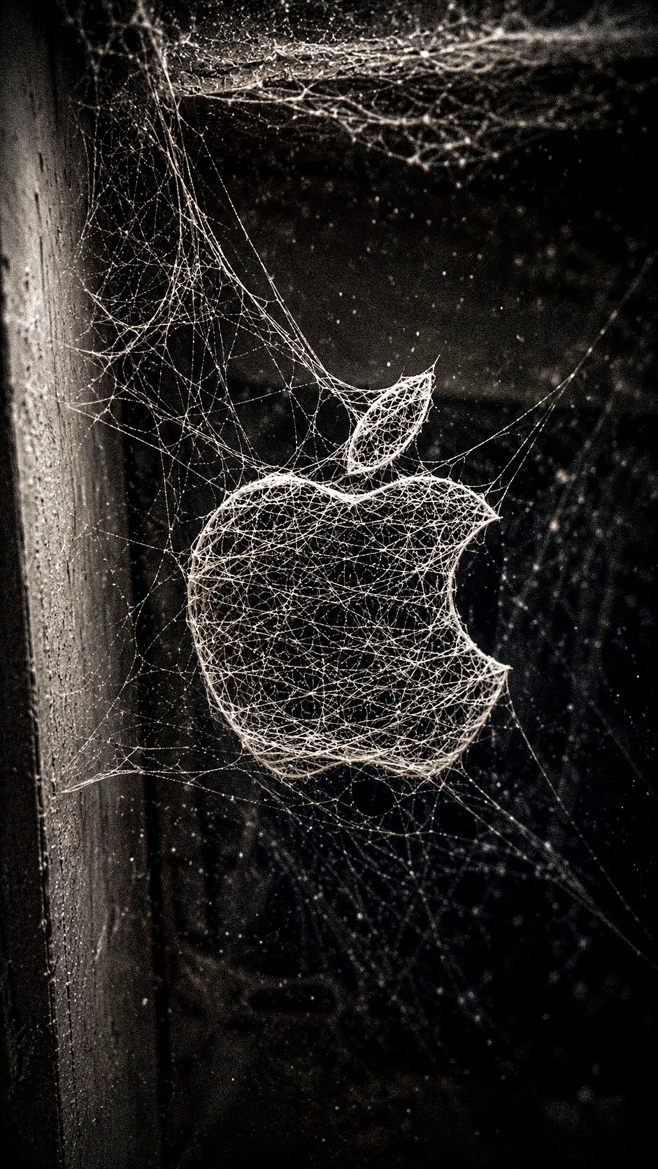 Realistic Spider Web Brand Logo