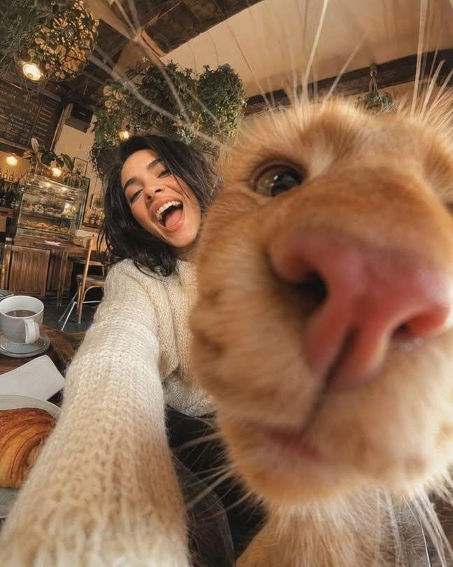 Cat Ruins Hilarious Wide Angle Selfie