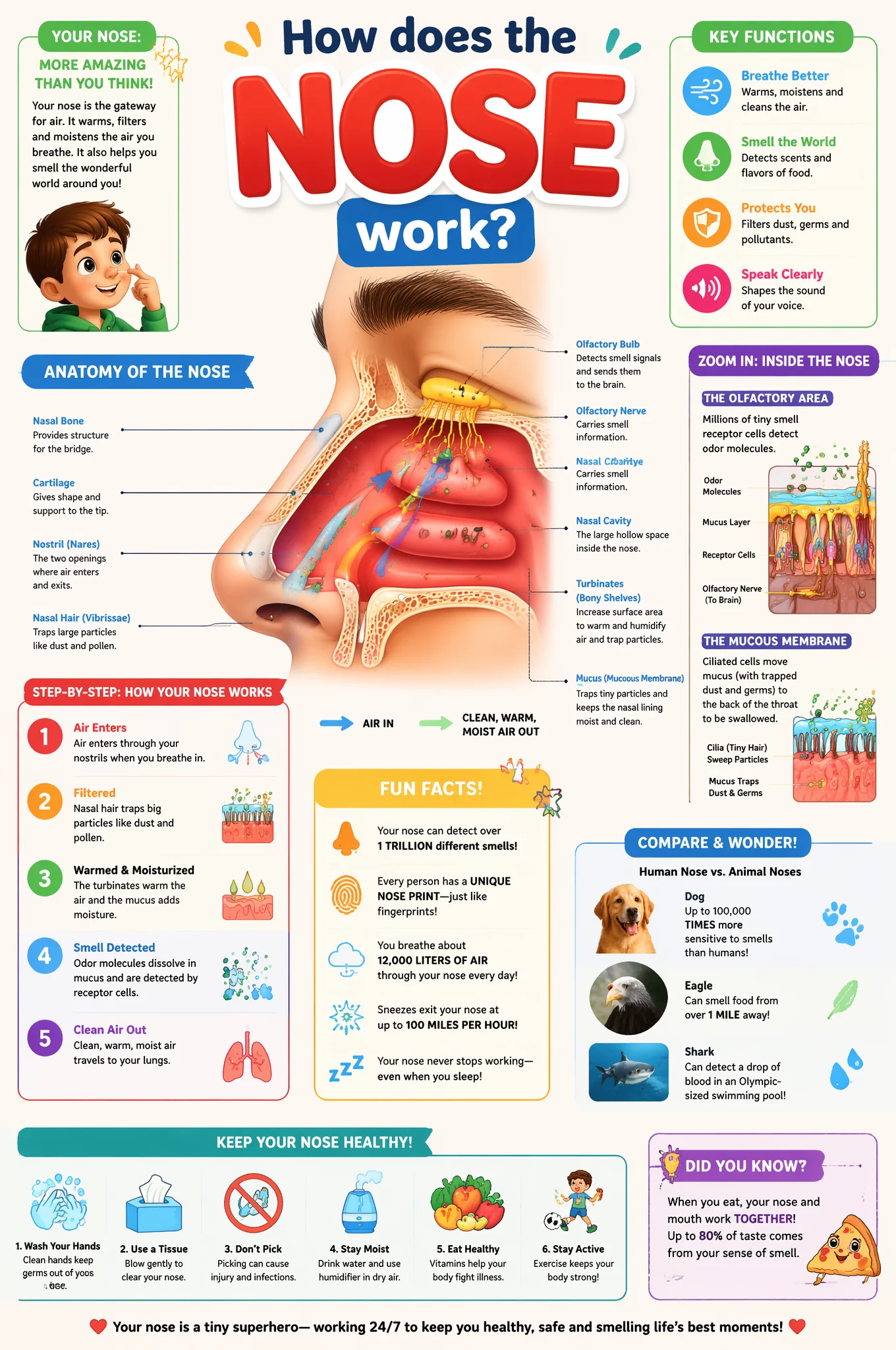 How Your Nose Works: Kids Science Poster
