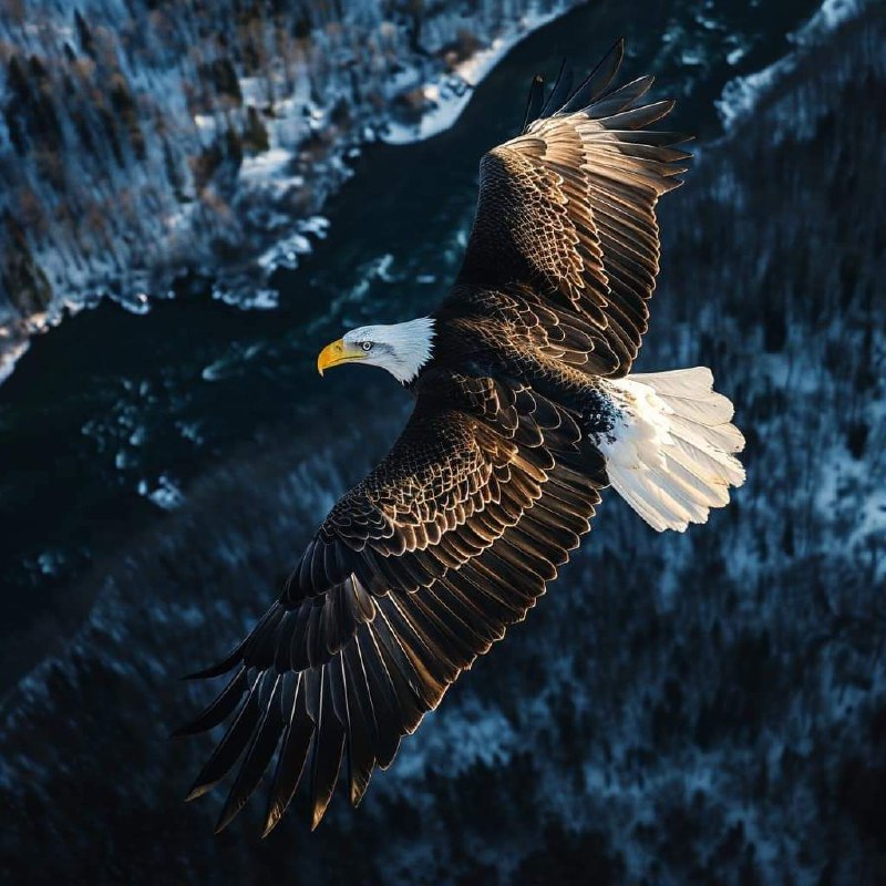 Top Down Aerial Shot of Animal in Natural Habitat