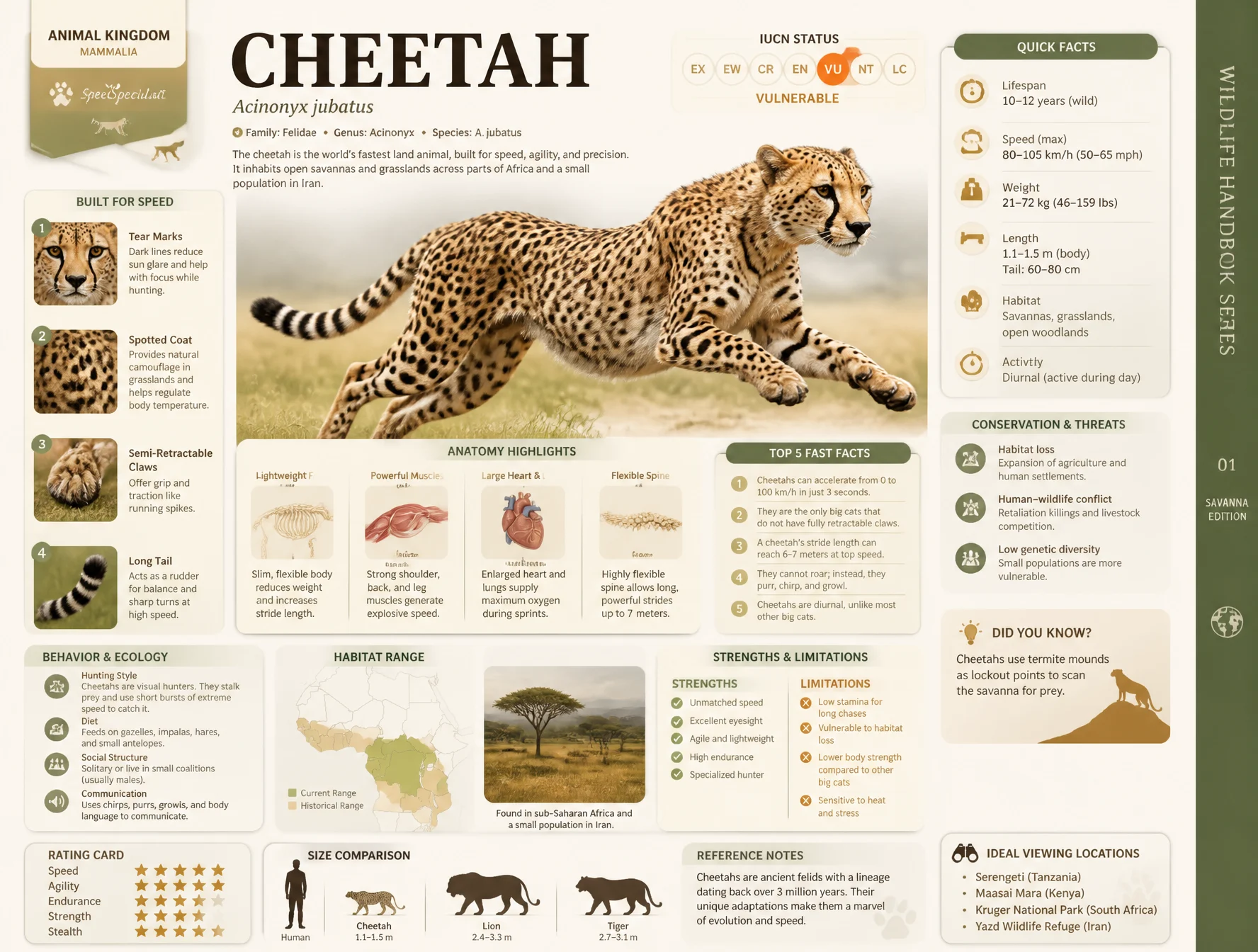 Cheetah Encyclopedia Infographic Guide