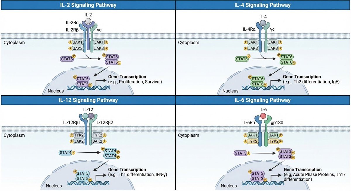 Multi-Panel Pathways