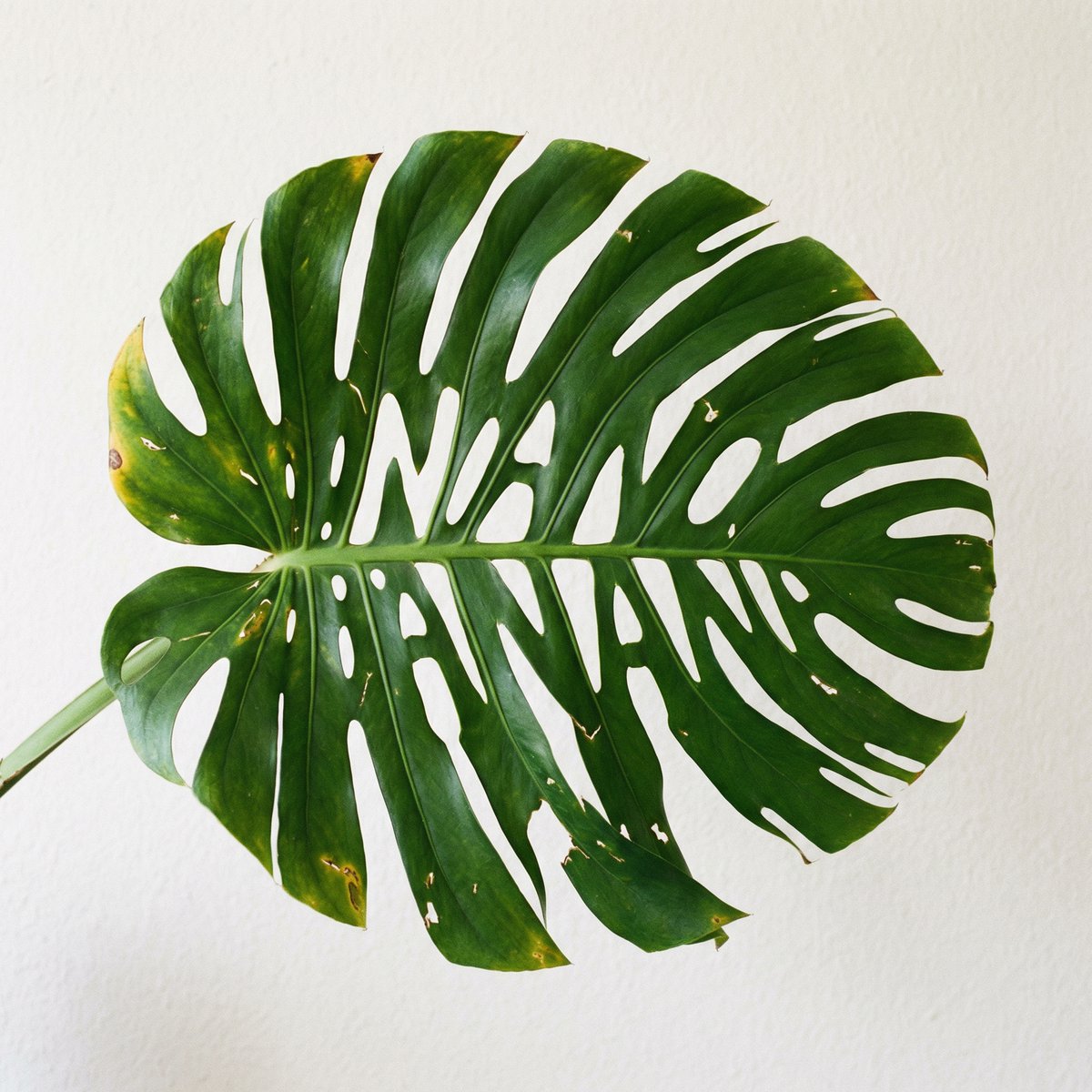 Monstera Leaf Text Art