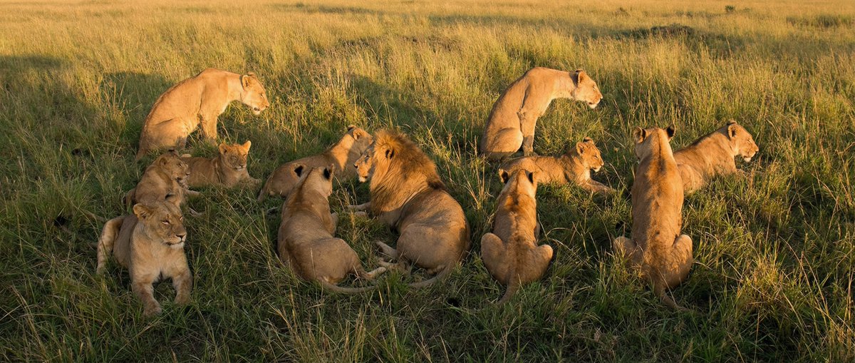 Hidden Word Lions