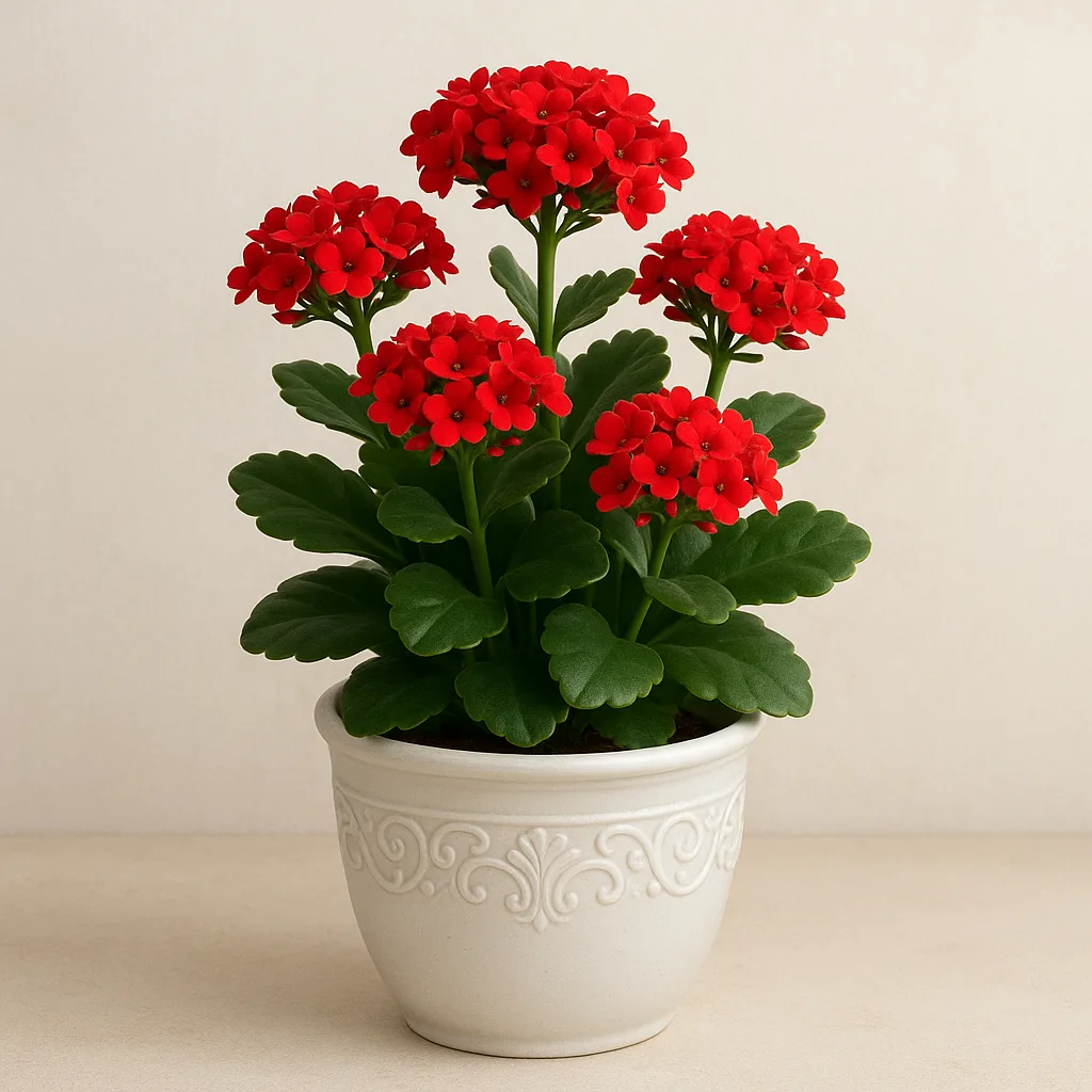 Plant with Red Flowers Placed in an Ornamental White Container