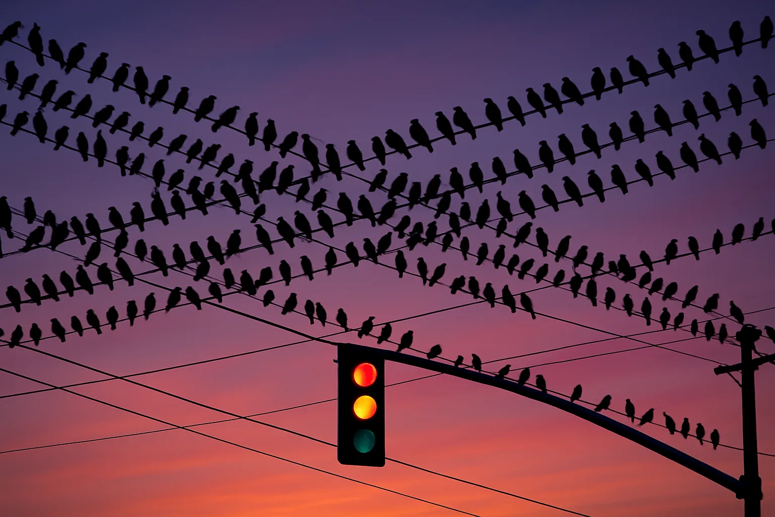 Large Flock of Birds Perched on Intersecting Power Lines