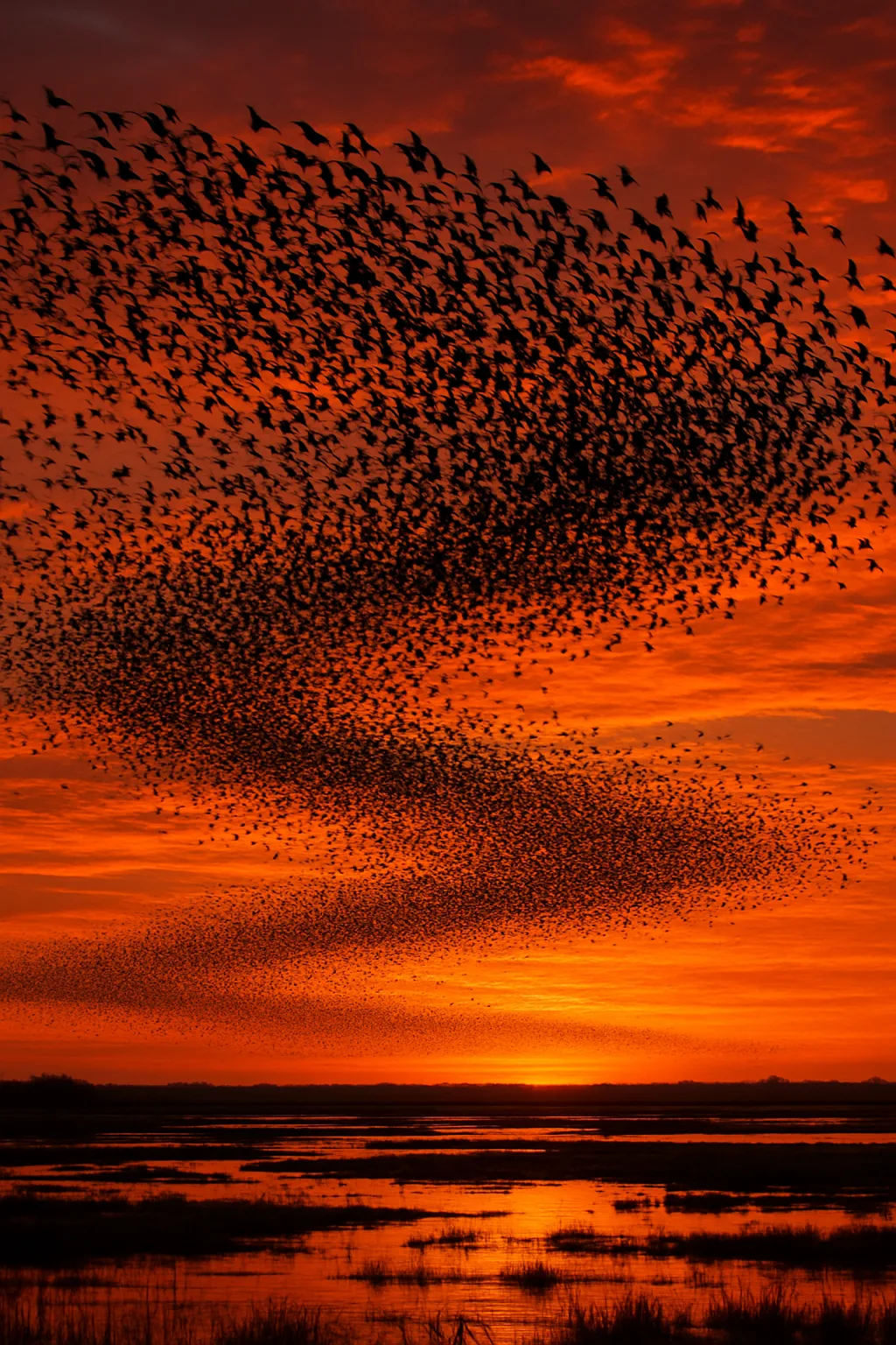 Immense Flock of Countless Silhouetted Birds Wheels in Formation