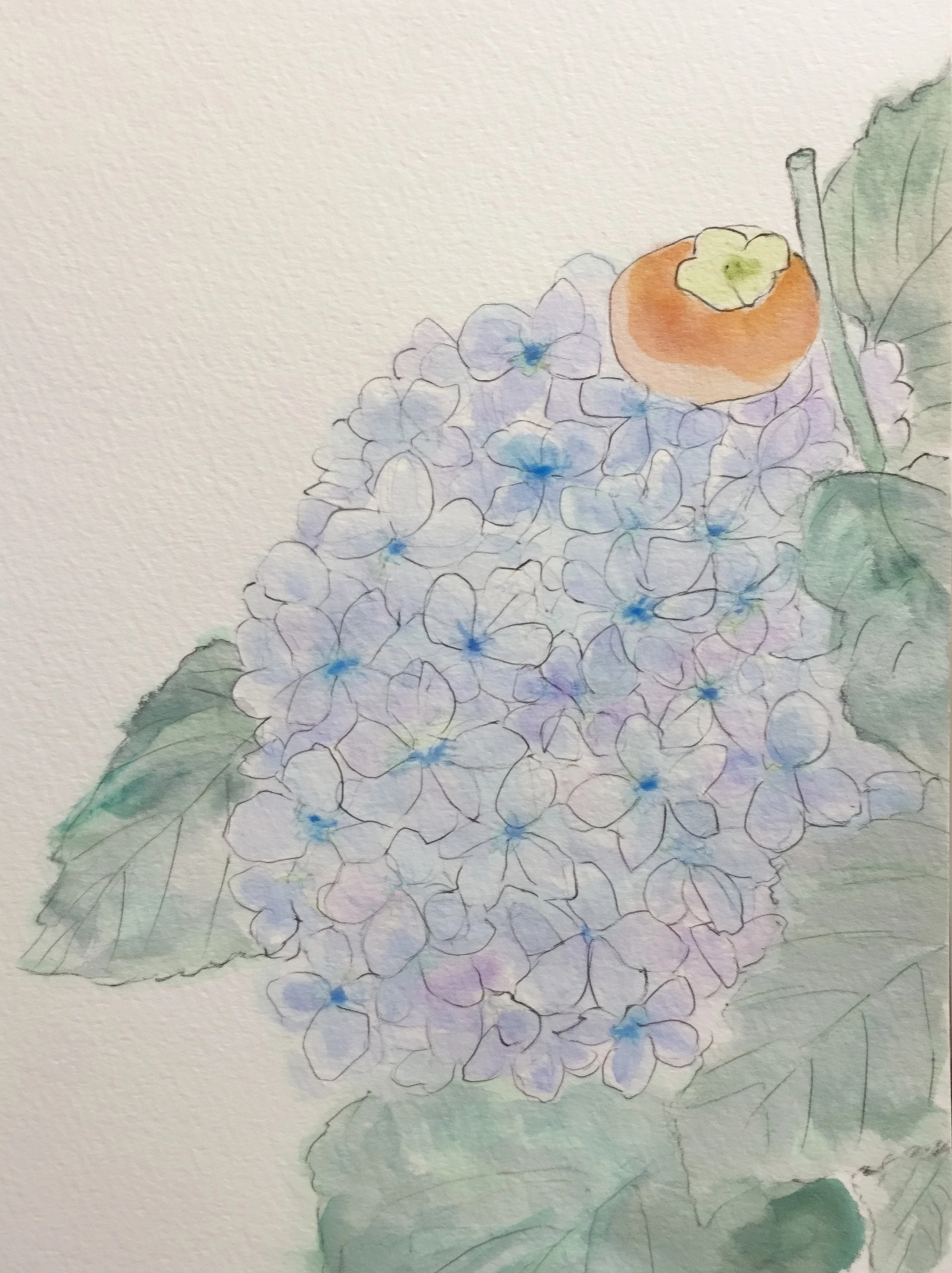 Hydrangeas, Persimmons and a Letter