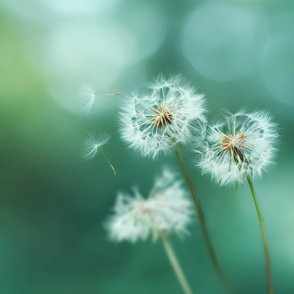 Soft and delicate dandelion puffs float gently up, spreading seeds into the air