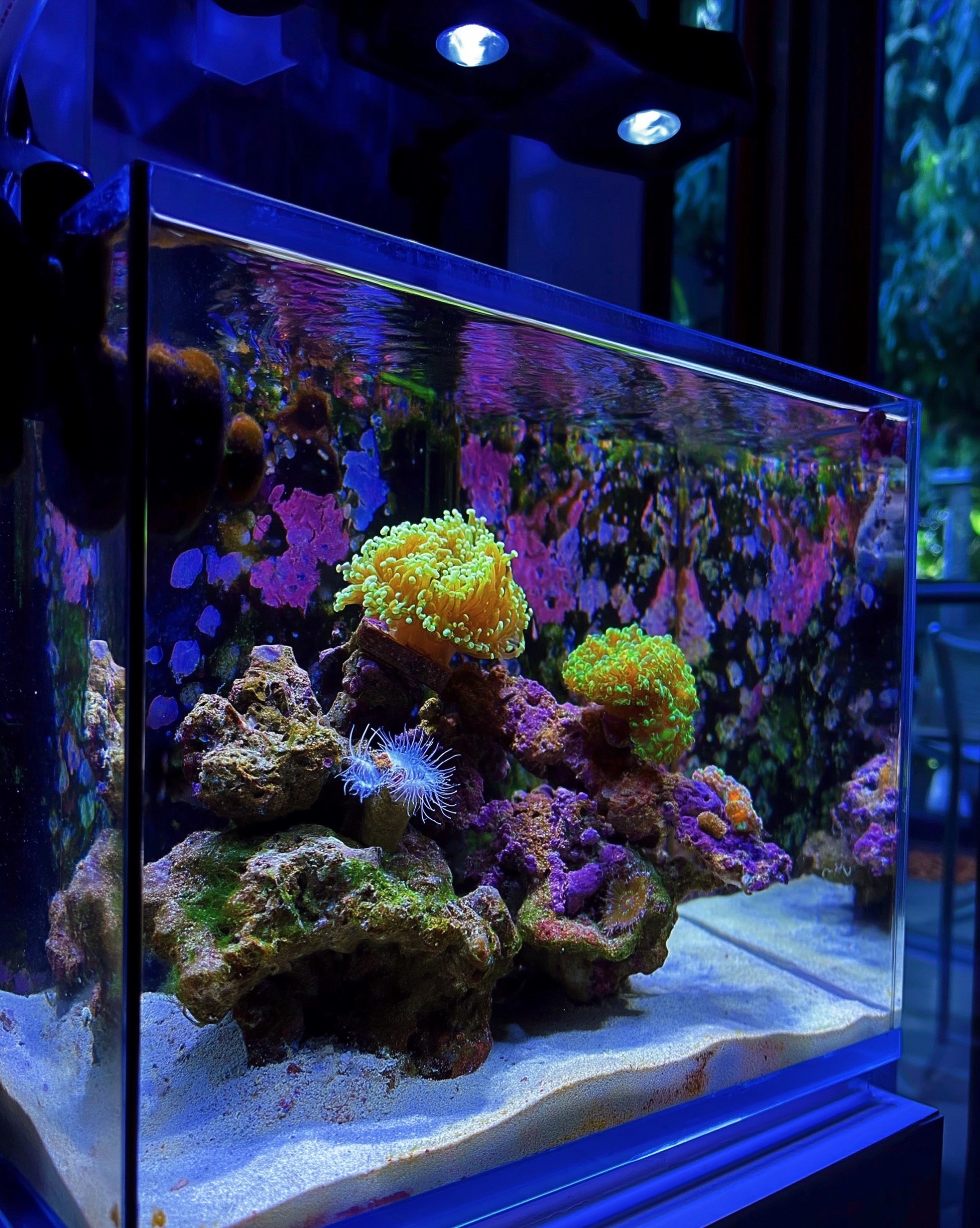 An architectural digest style photograph of a mini, minimalistic very intersting design reef aquariu