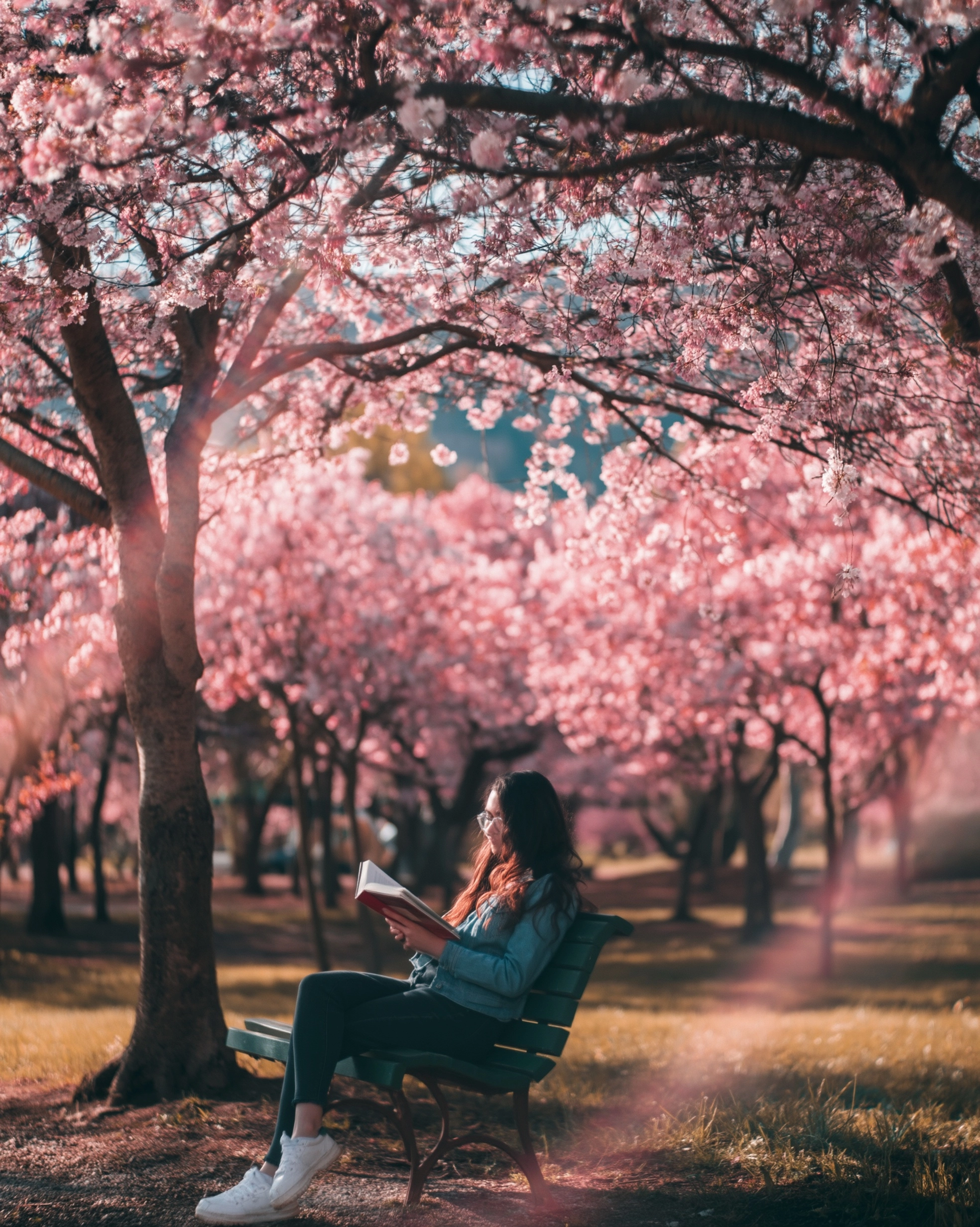 A person reading a book on a park bench surrounded by cherry blossom trees