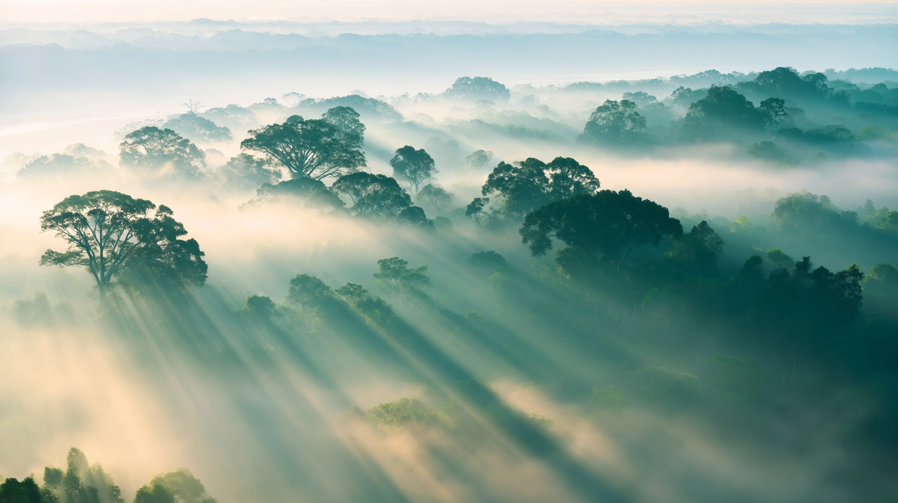 Amazon Rainforest Morning Mist Panorama