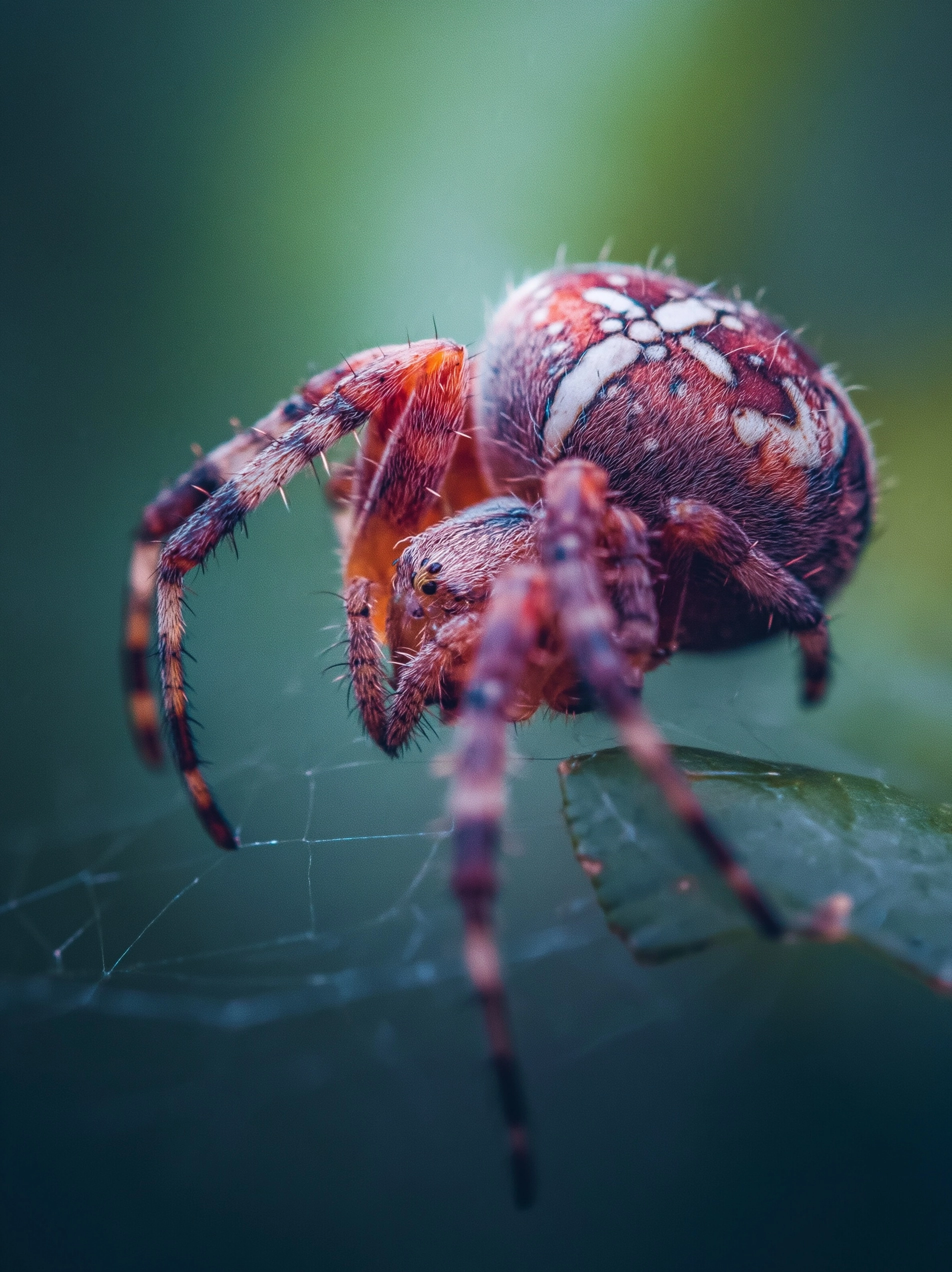 Eine Spinne fotografiert mit einem Teleobjektiv im style von National geographic, hochhauflösend